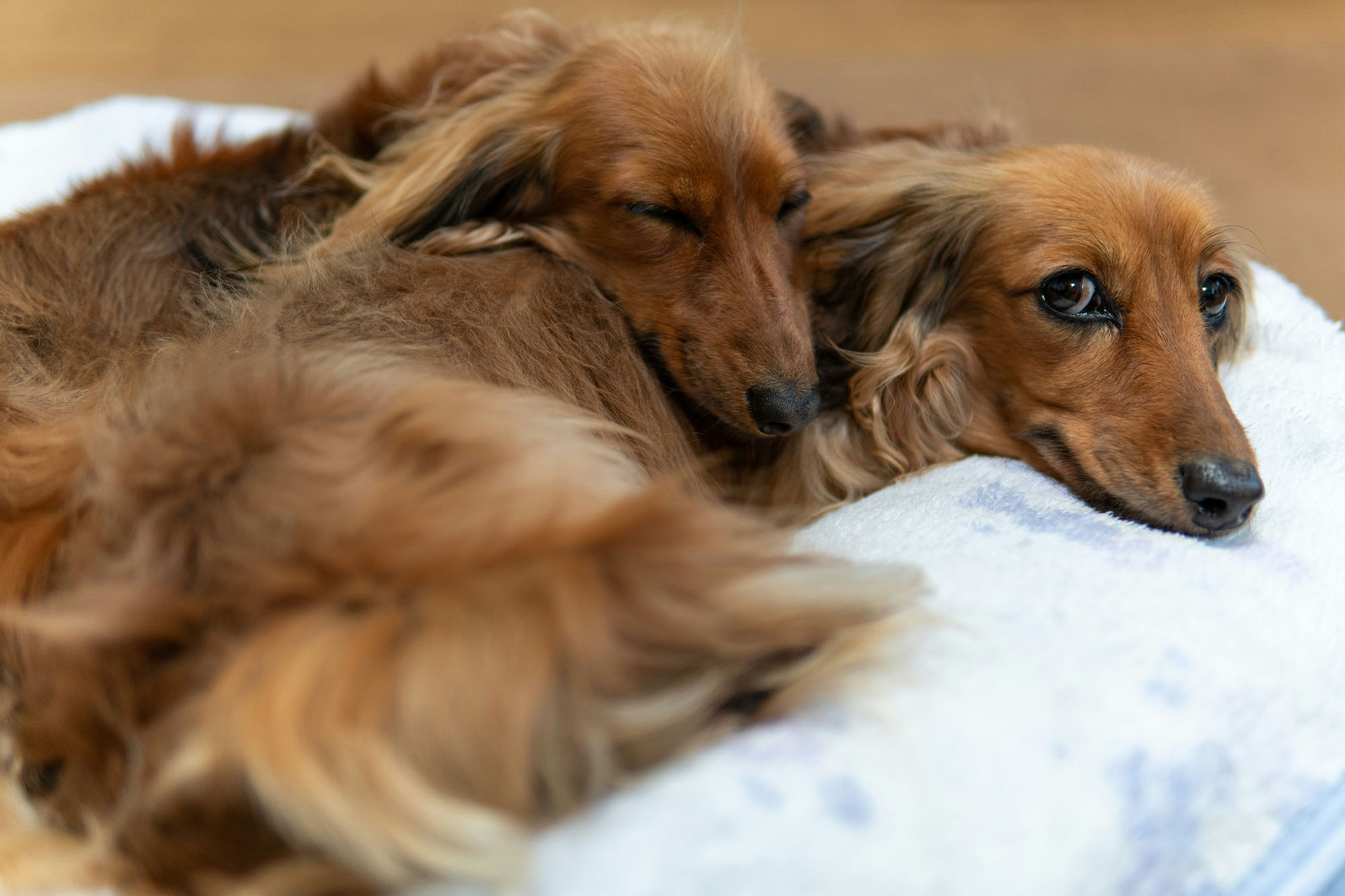 Two brown dogs cuddling