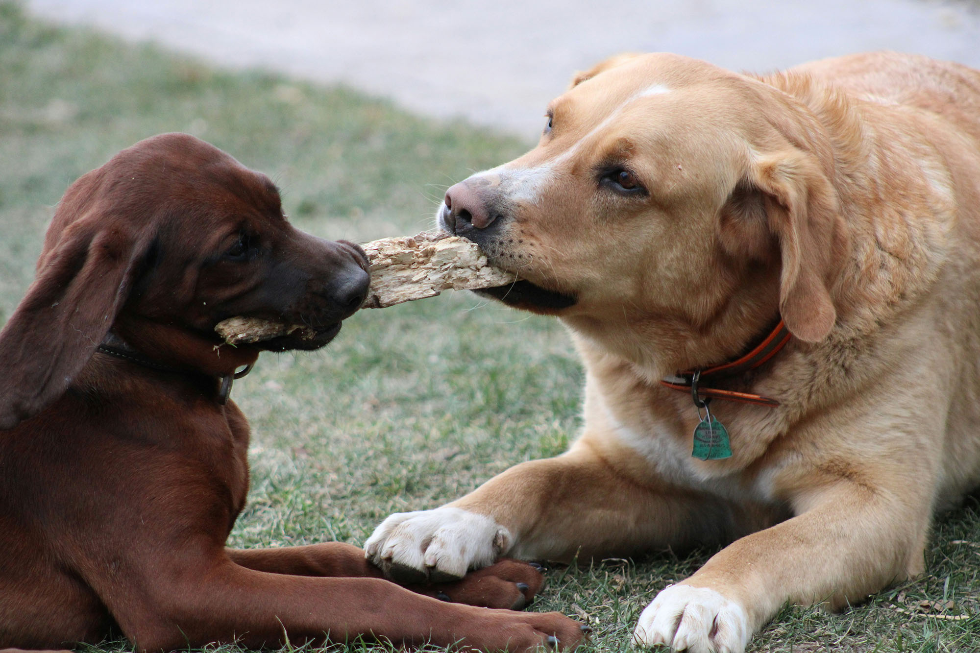 Dogs playing together at camp