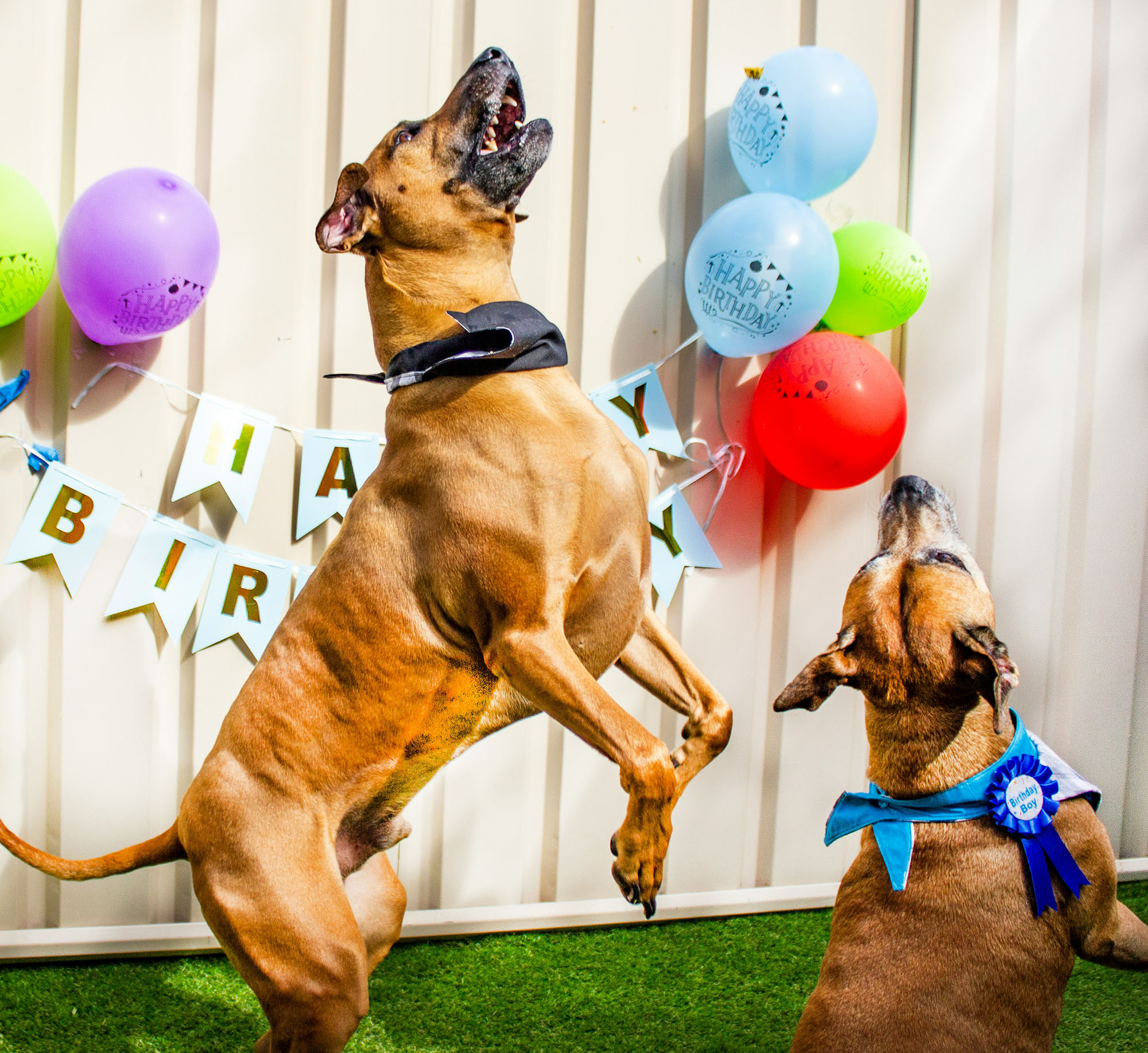 Two dogs celebrating a birthday with balloons and party gear