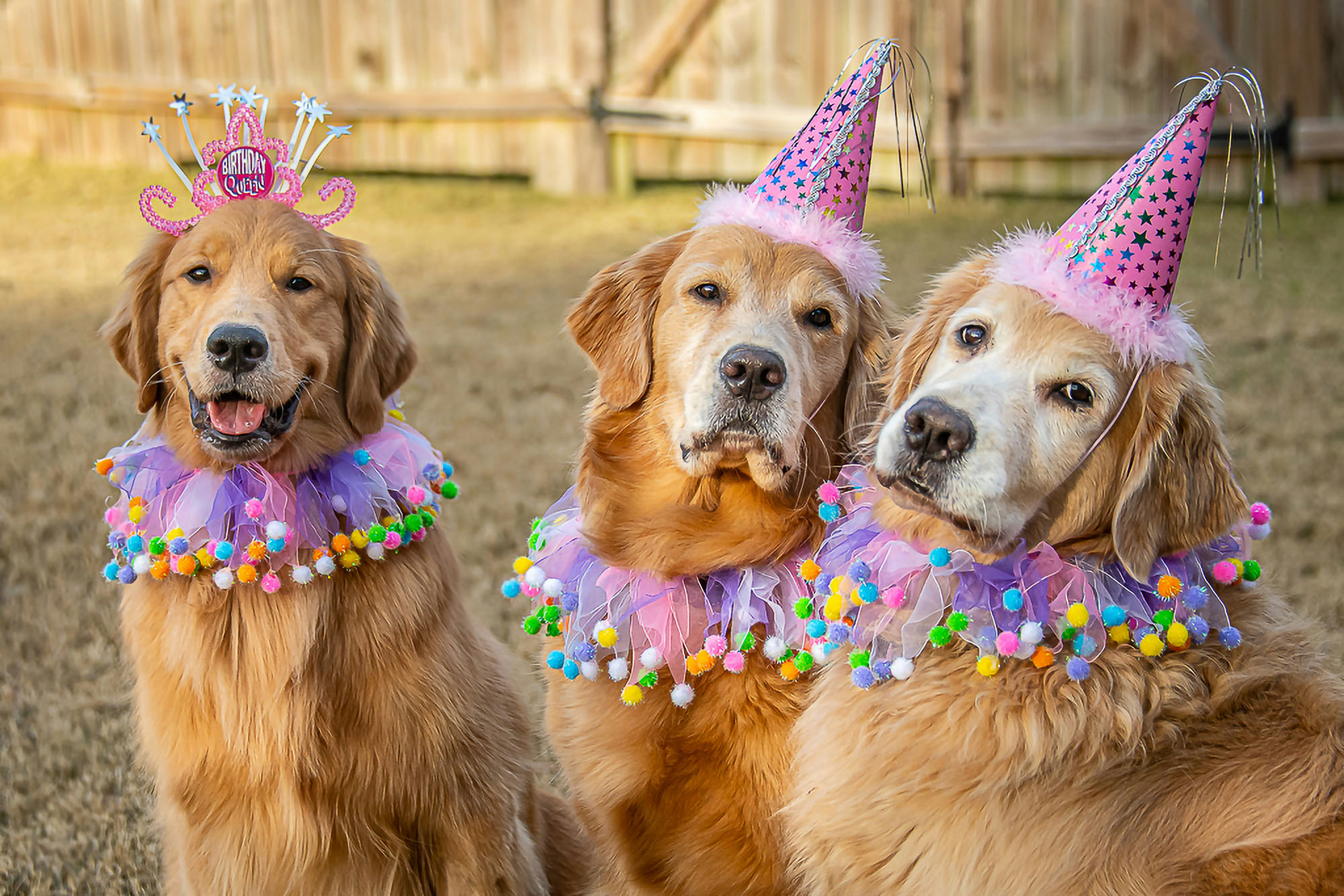 Dogs wearing birthday hats at a pup party
