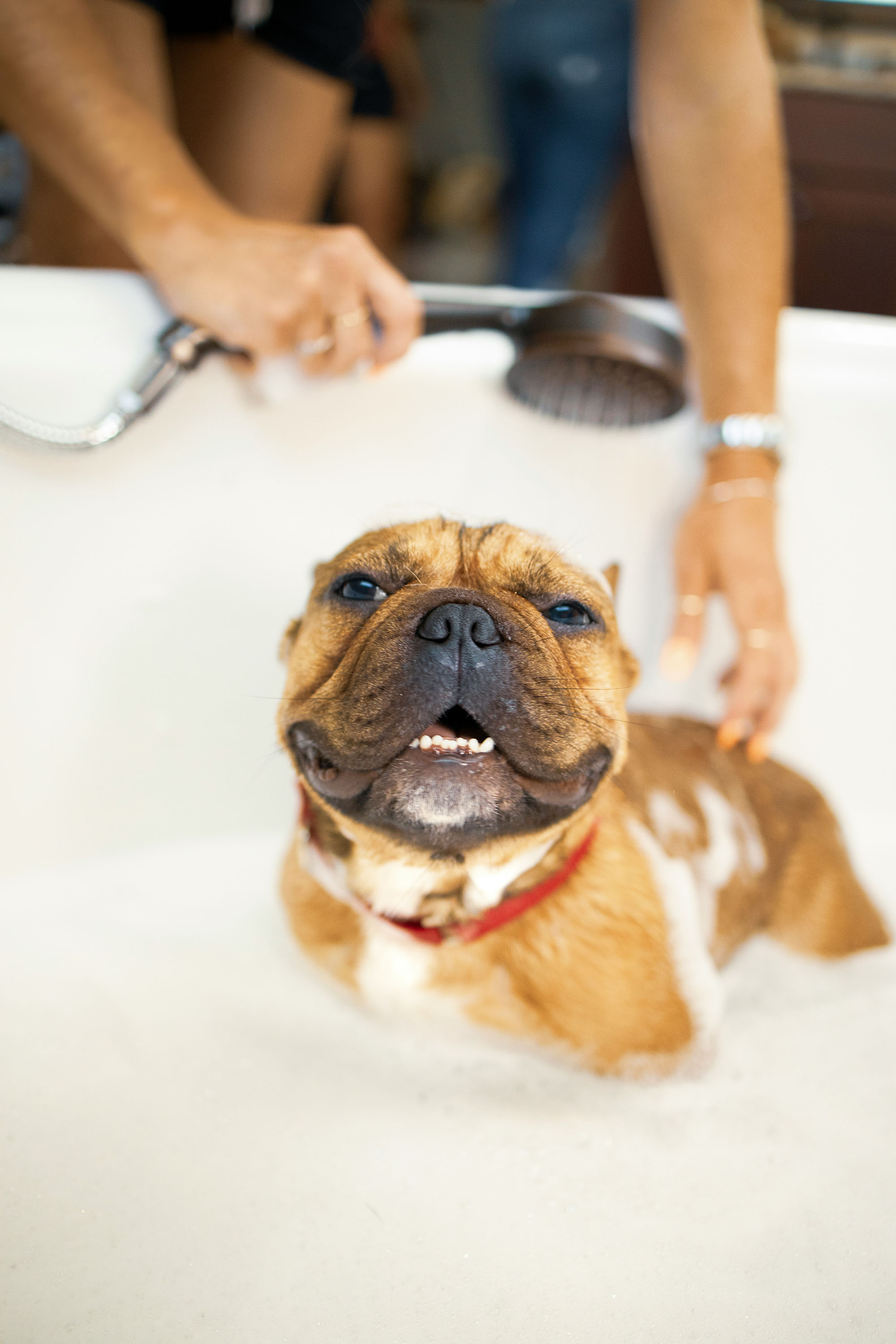 Dog smiling in bathtub