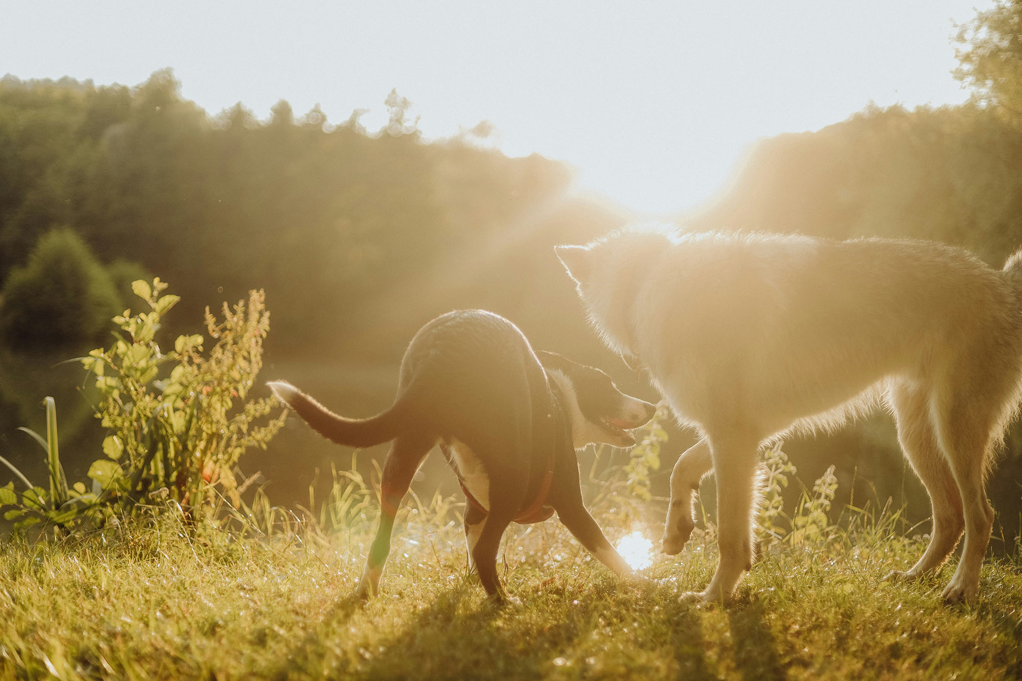 Dogs enjoying the outdoors at camp