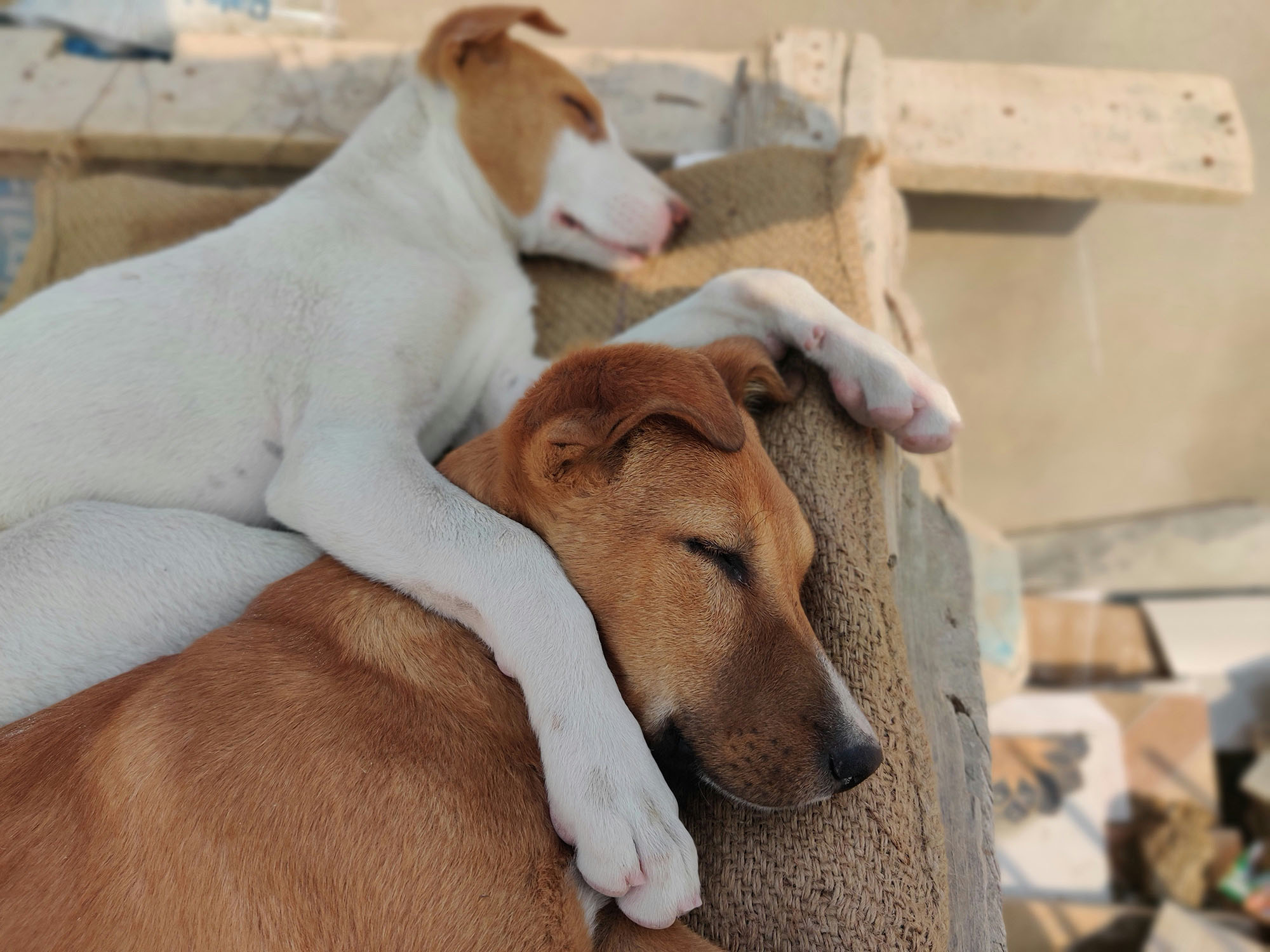 Dogs cuddling during nap time